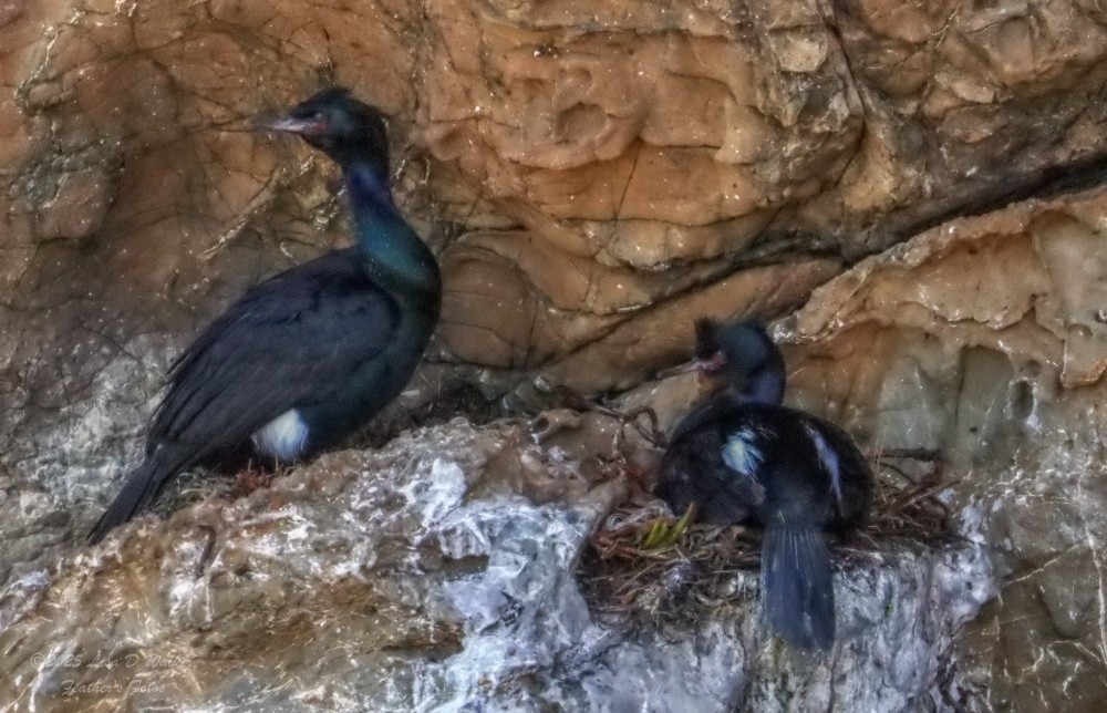 Pelagic Cormorant - ML636259715