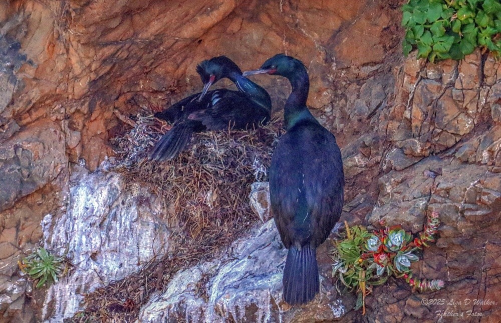 Pelagic Cormorant - ML636259716