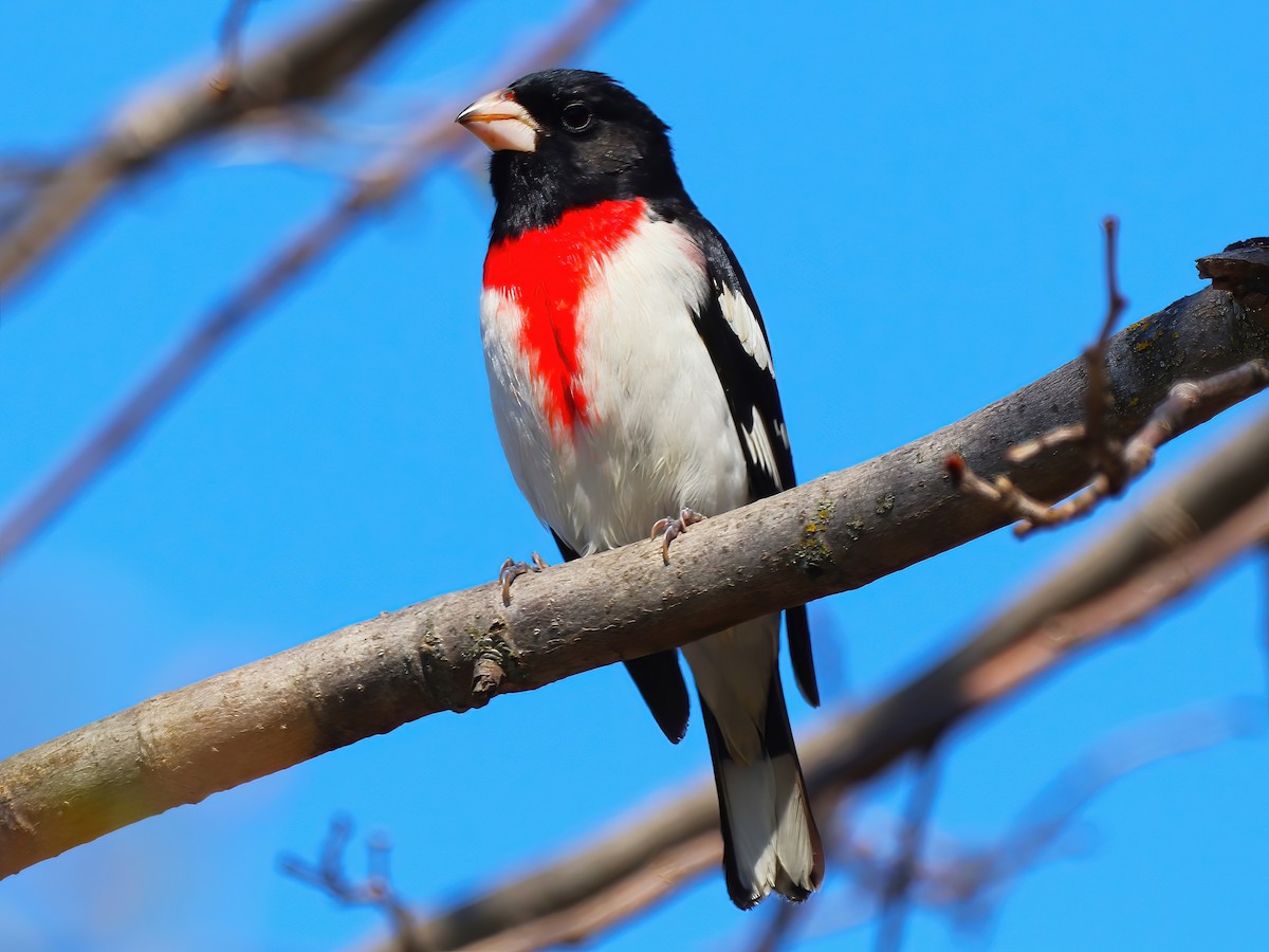 Rose-breasted Grosbeak - ML636259783