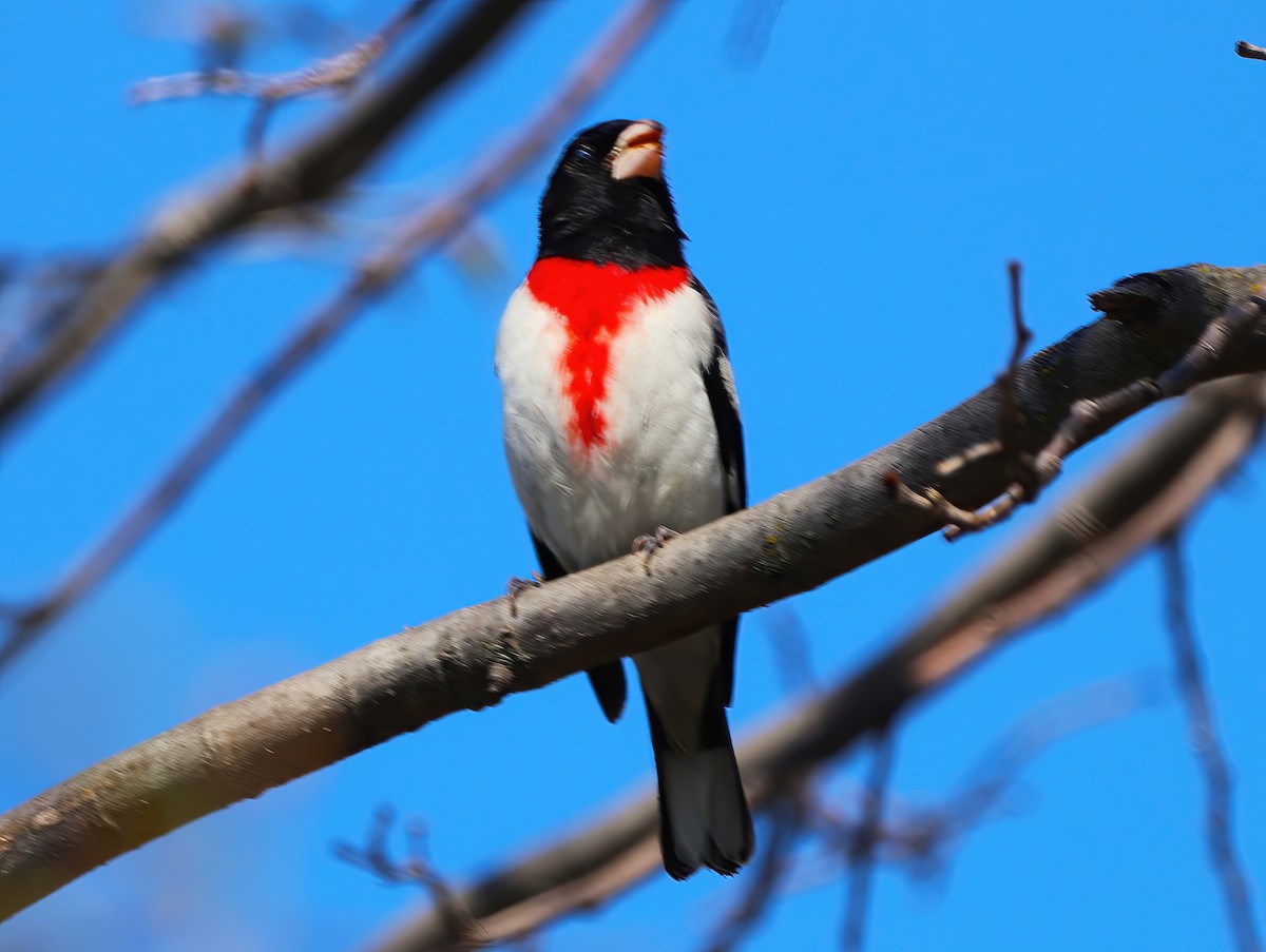 Rose-breasted Grosbeak - ML636259785