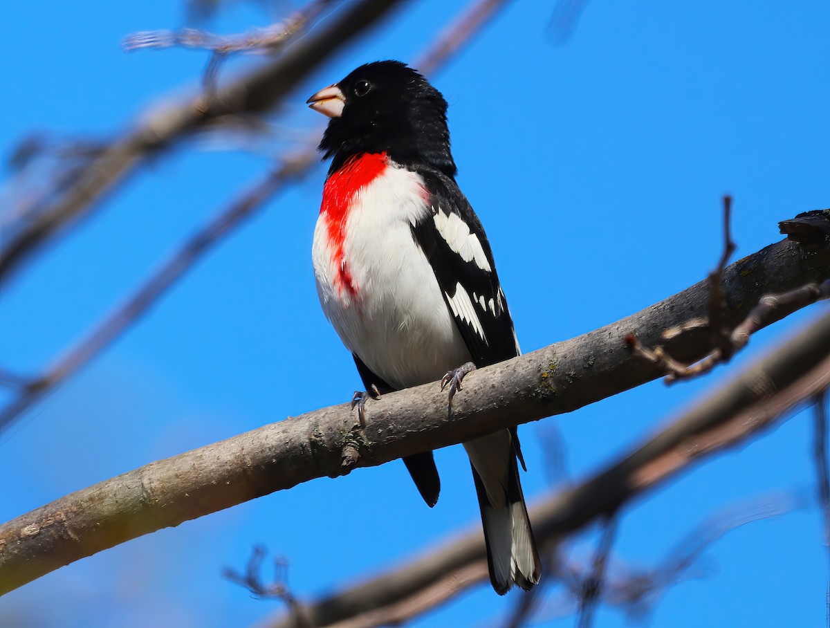 Rose-breasted Grosbeak - ML636259786