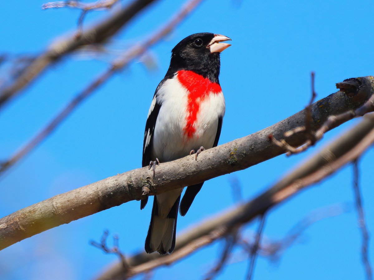 Rose-breasted Grosbeak - ML636259787