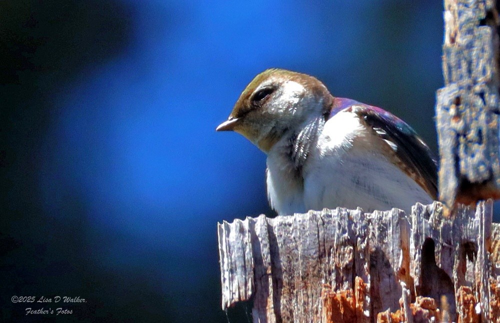 Violet-green Swallow - ML636259788