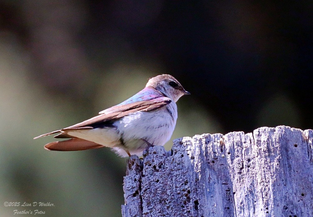 Violet-green Swallow - ML636259789