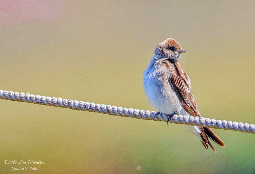 Northern Rough-winged Swallow - ML636259818