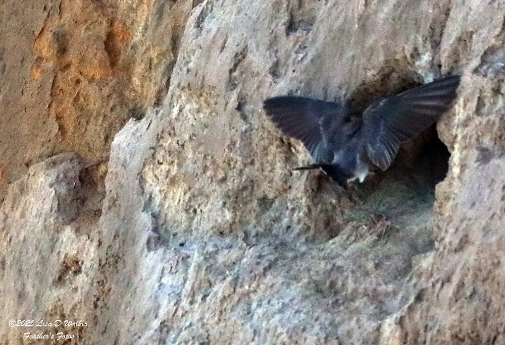 Northern Rough-winged Swallow - ML636259819