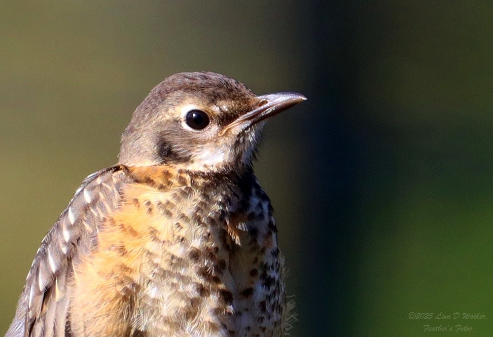 American Robin - ML636259895