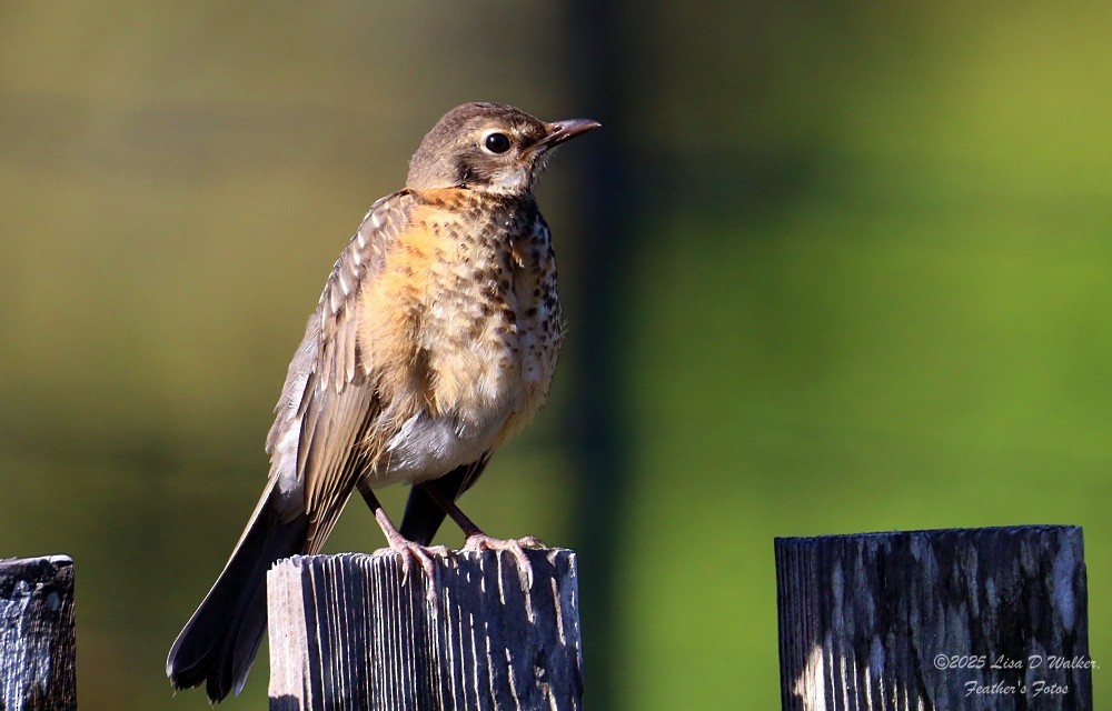 American Robin - ML636259896