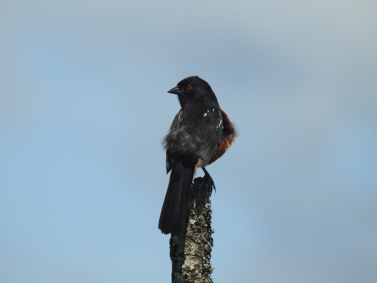 Spotted Towhee - ML636259902