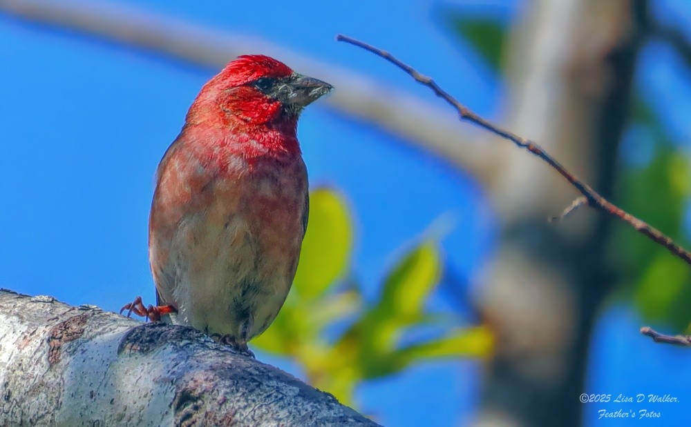 Purple Finch - ML636259914