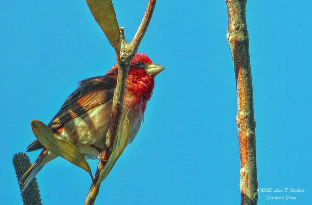 Purple Finch - ML636259915