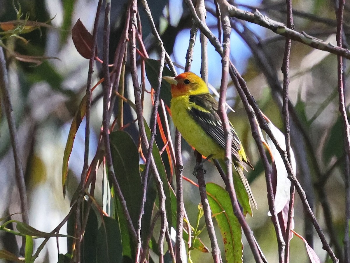 Western Tanager - ML636259924