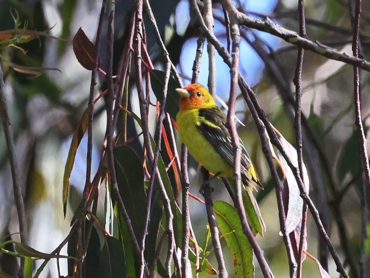 Western Tanager - ML636259925