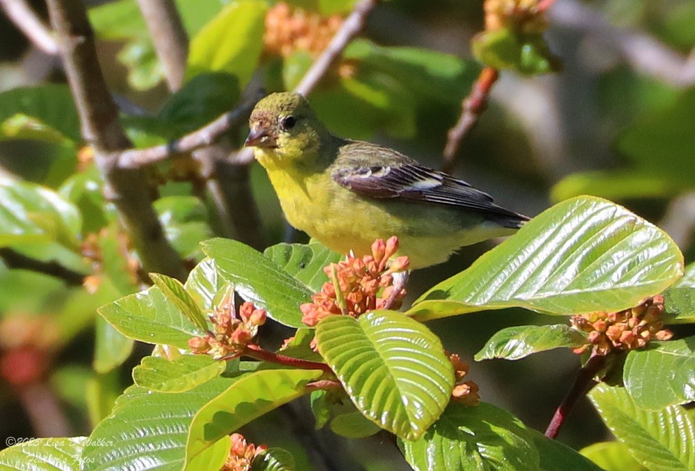 Lesser Goldfinch - ML636259934