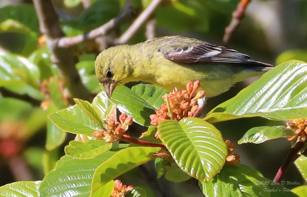 Lesser Goldfinch - ML636259935