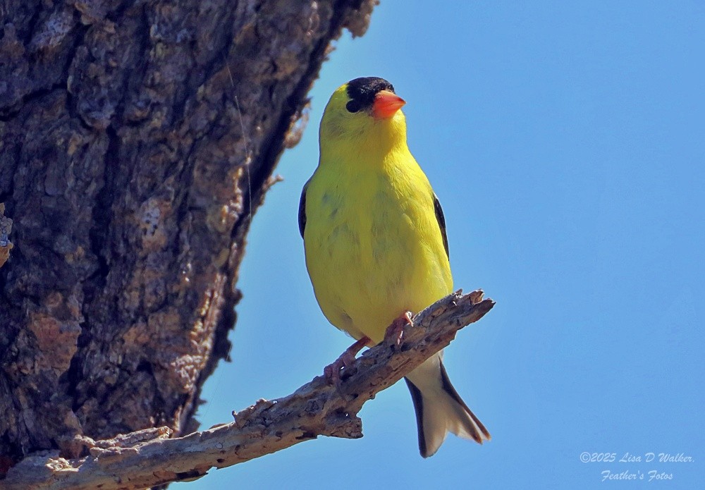 American Goldfinch - ML636259947