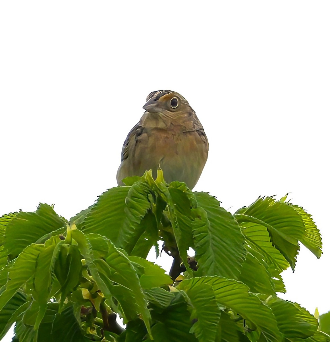 Grasshopper Sparrow - ML636259972