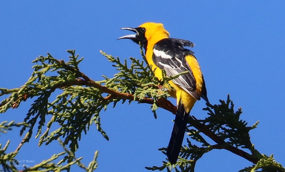 Hooded Oriole - ML636259979