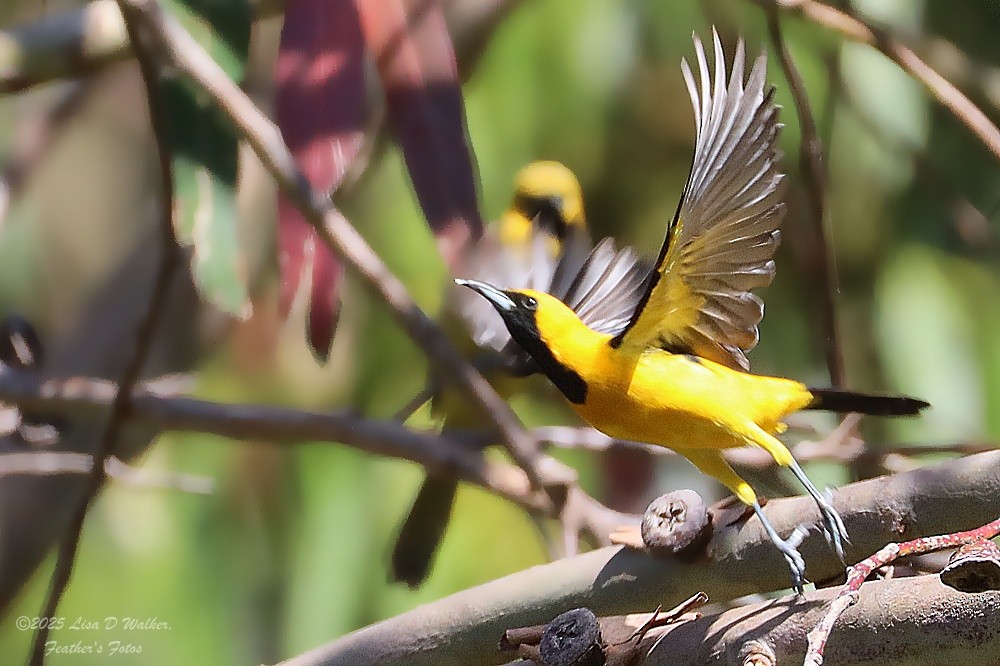Hooded Oriole - ML636259980