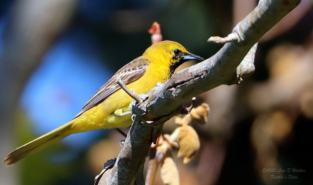 Hooded Oriole - ML636259982