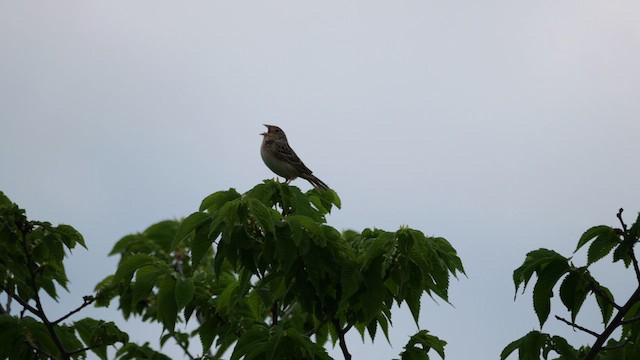 Grasshopper Sparrow - ML636259983