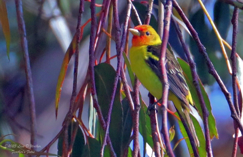 Western Tanager - ML636260008