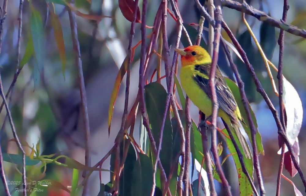 Western Tanager - ML636260009