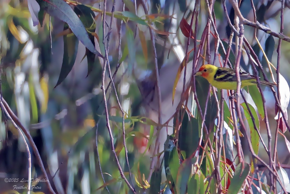 Western Tanager - ML636260010