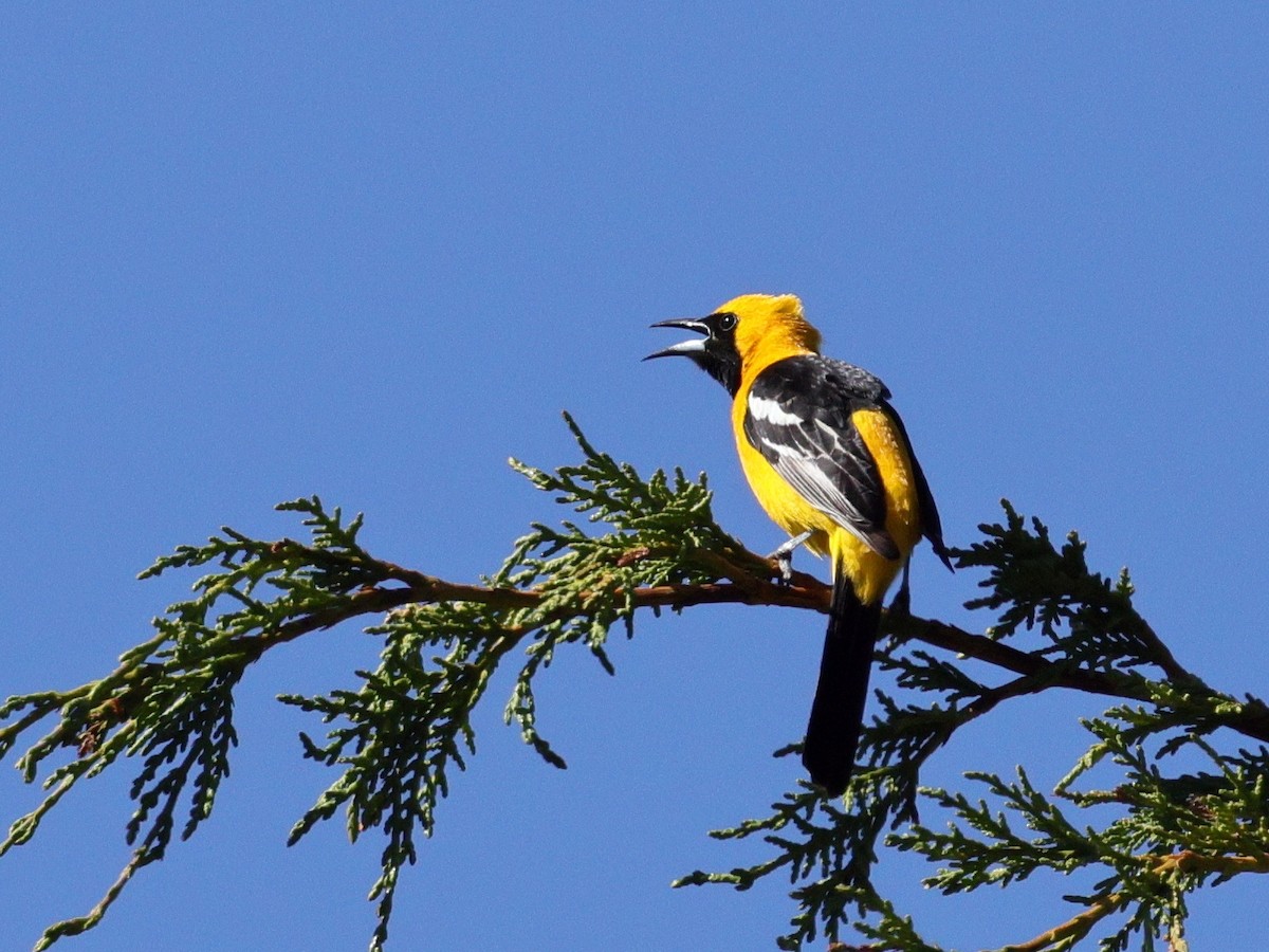 Hooded Oriole - ML636260011