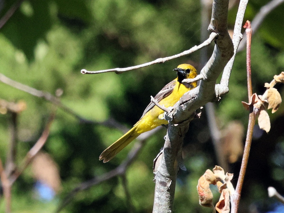 Hooded Oriole - ML636260012