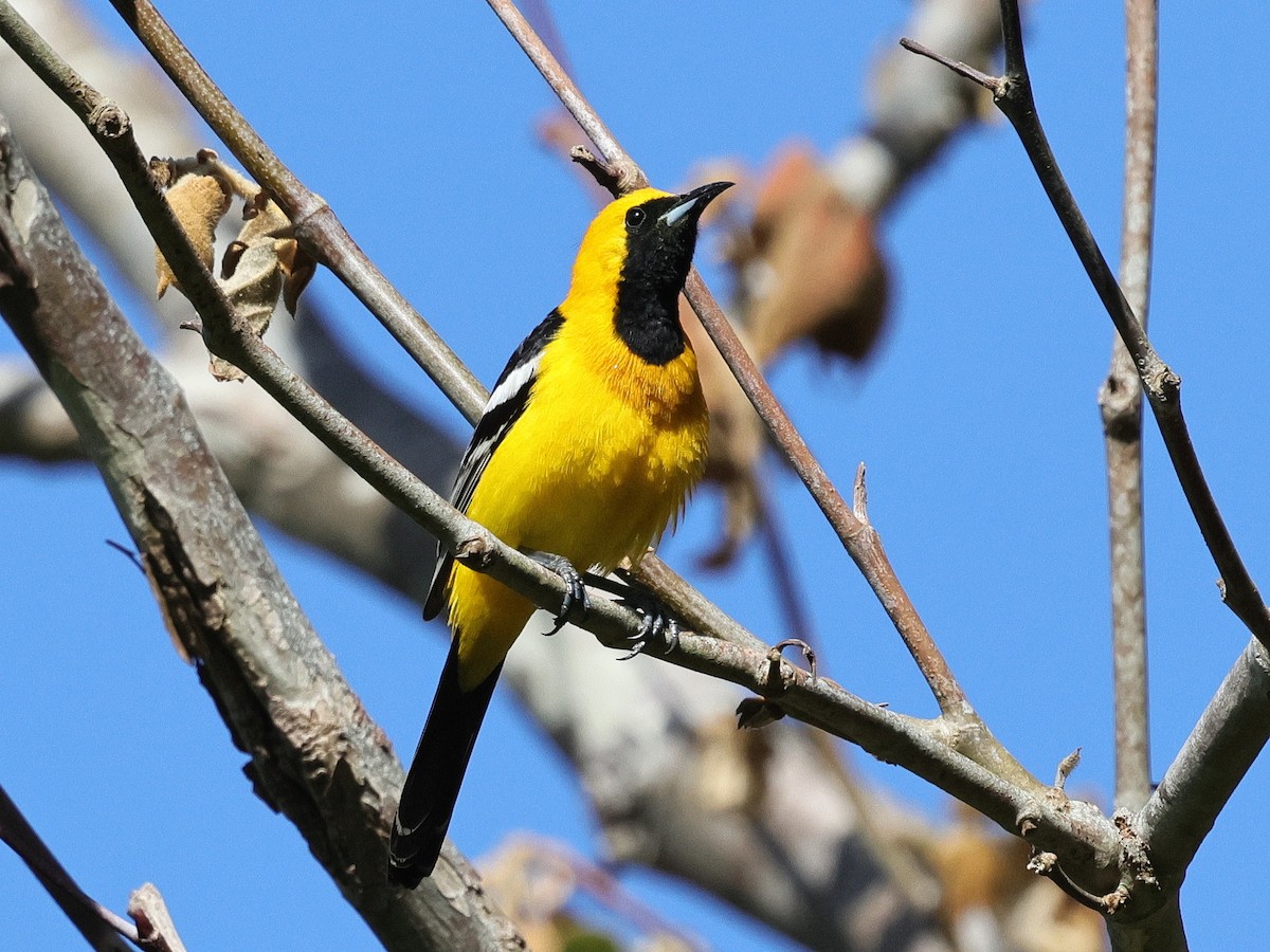 Hooded Oriole - ML636260013
