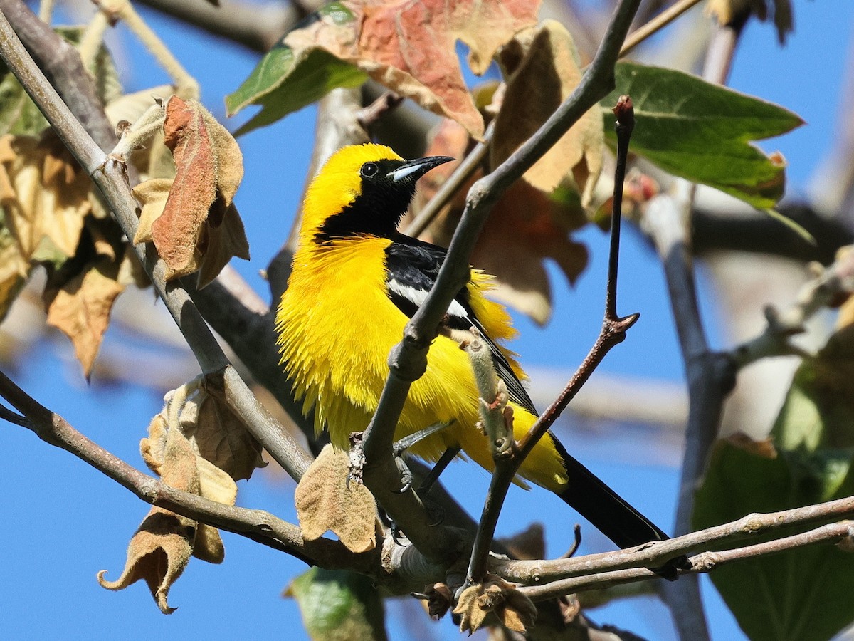 Hooded Oriole - ML636260014