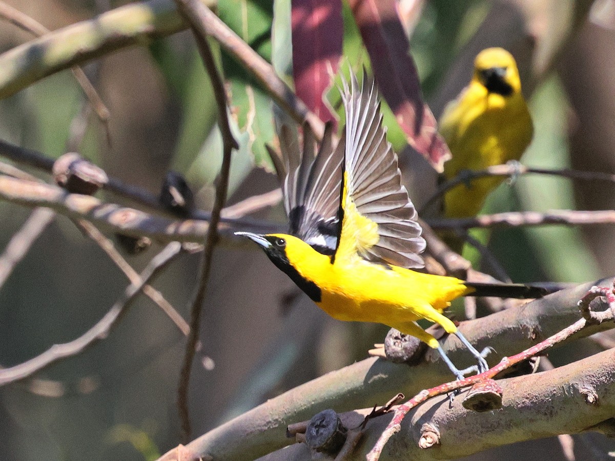 Hooded Oriole - ML636260015