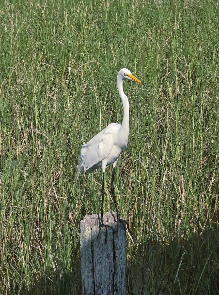 Great Egret - ML636260164