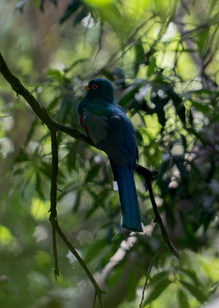 Mountain Trogon - ML636260210