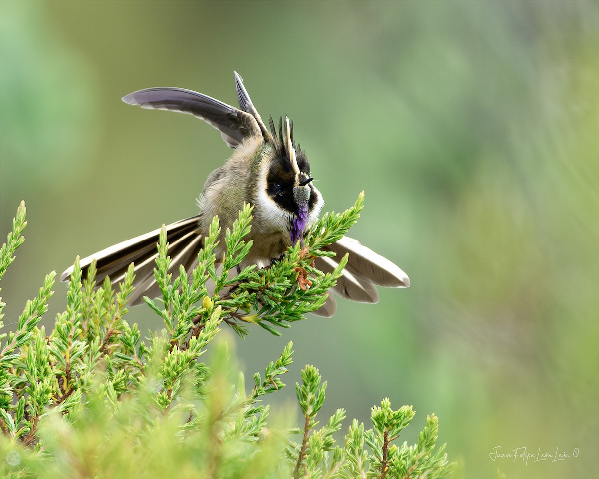 Buffy Helmetcrest - ML636260325