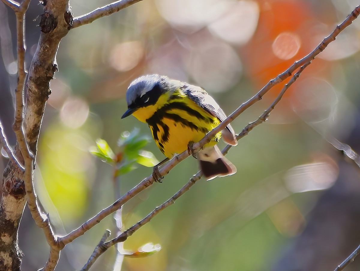 Magnolia Warbler - ML636260339