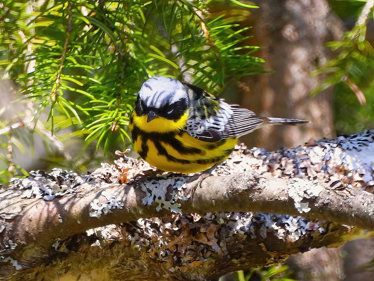 Magnolia Warbler - ML636260340