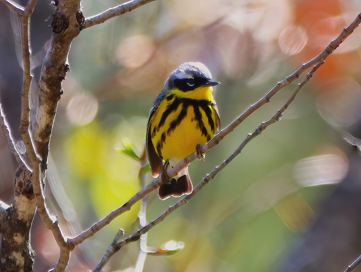 Magnolia Warbler - ML636260341
