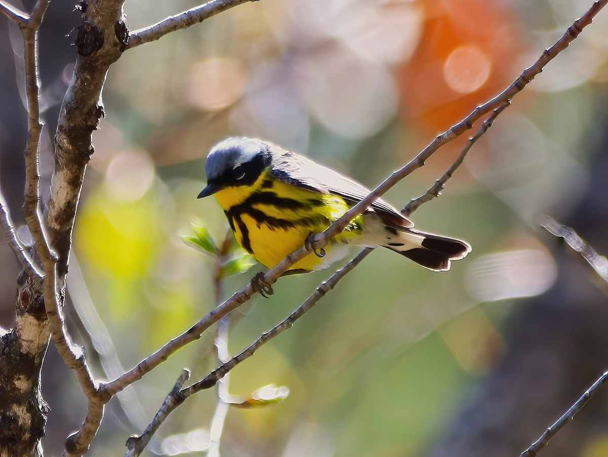 Magnolia Warbler - ML636260342