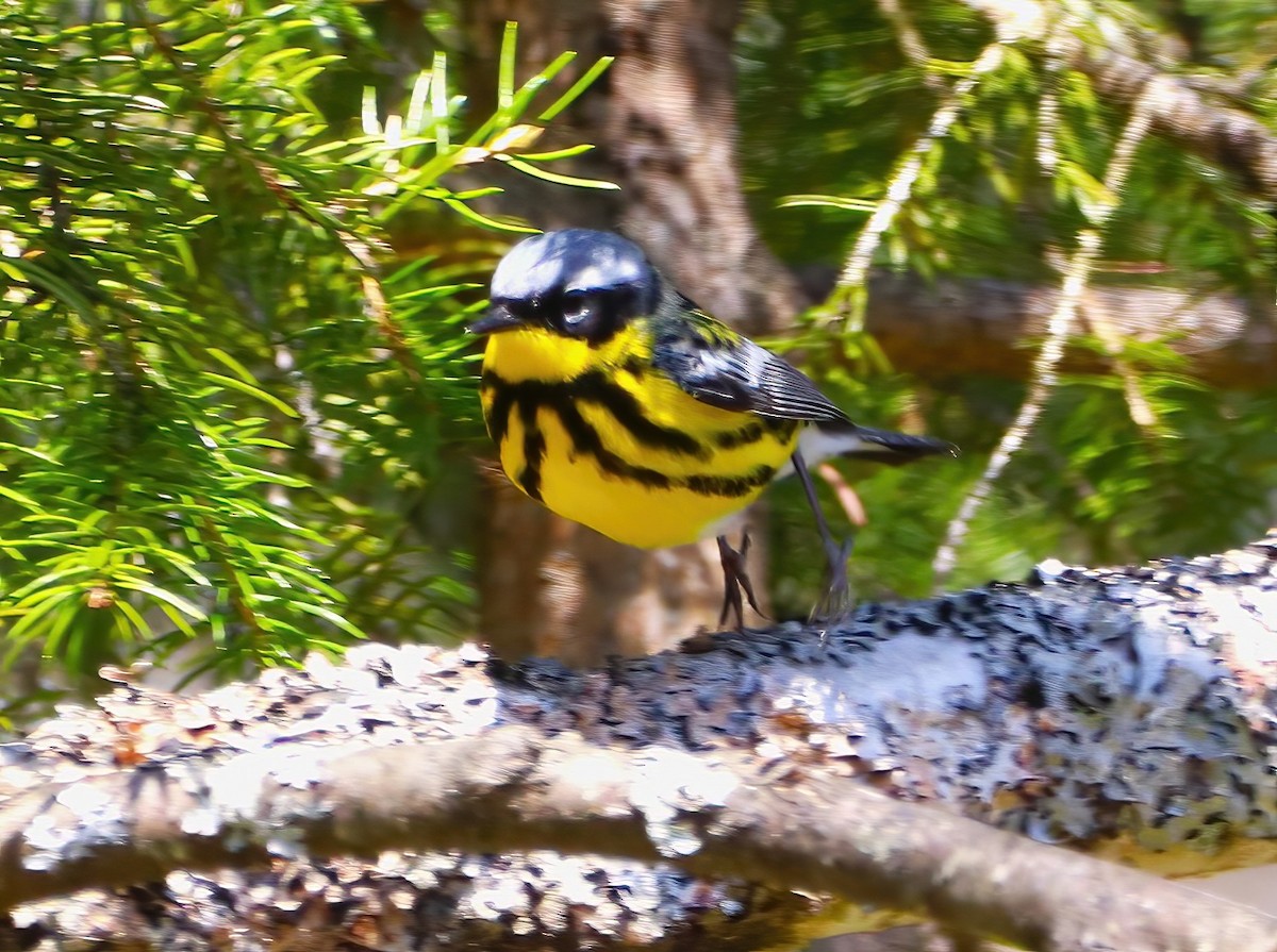 Magnolia Warbler - ML636260343