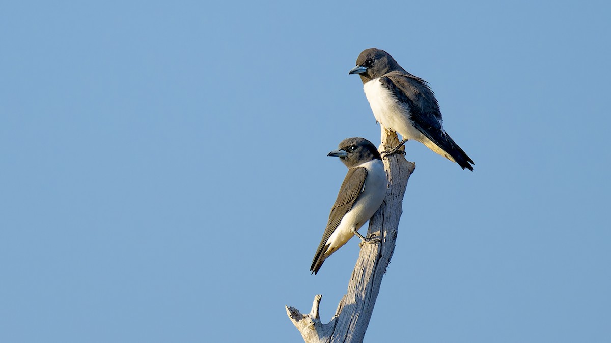 White-breasted Woodswallow - ML636260392