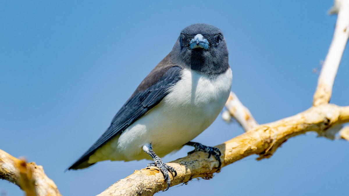 White-breasted Woodswallow - ML636260393