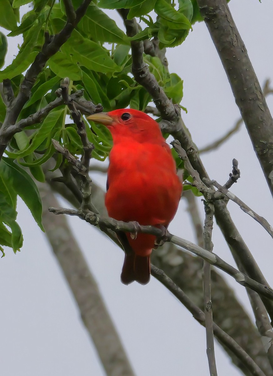 Summer Tanager - ML636260474