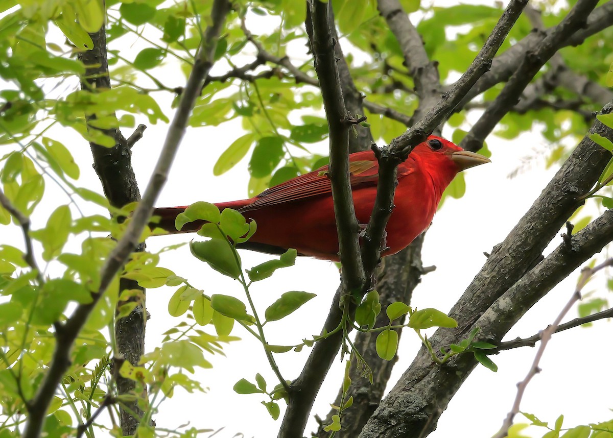 Summer Tanager - ML636260475