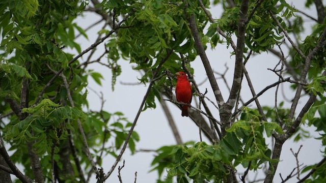 Summer Tanager - ML636260496