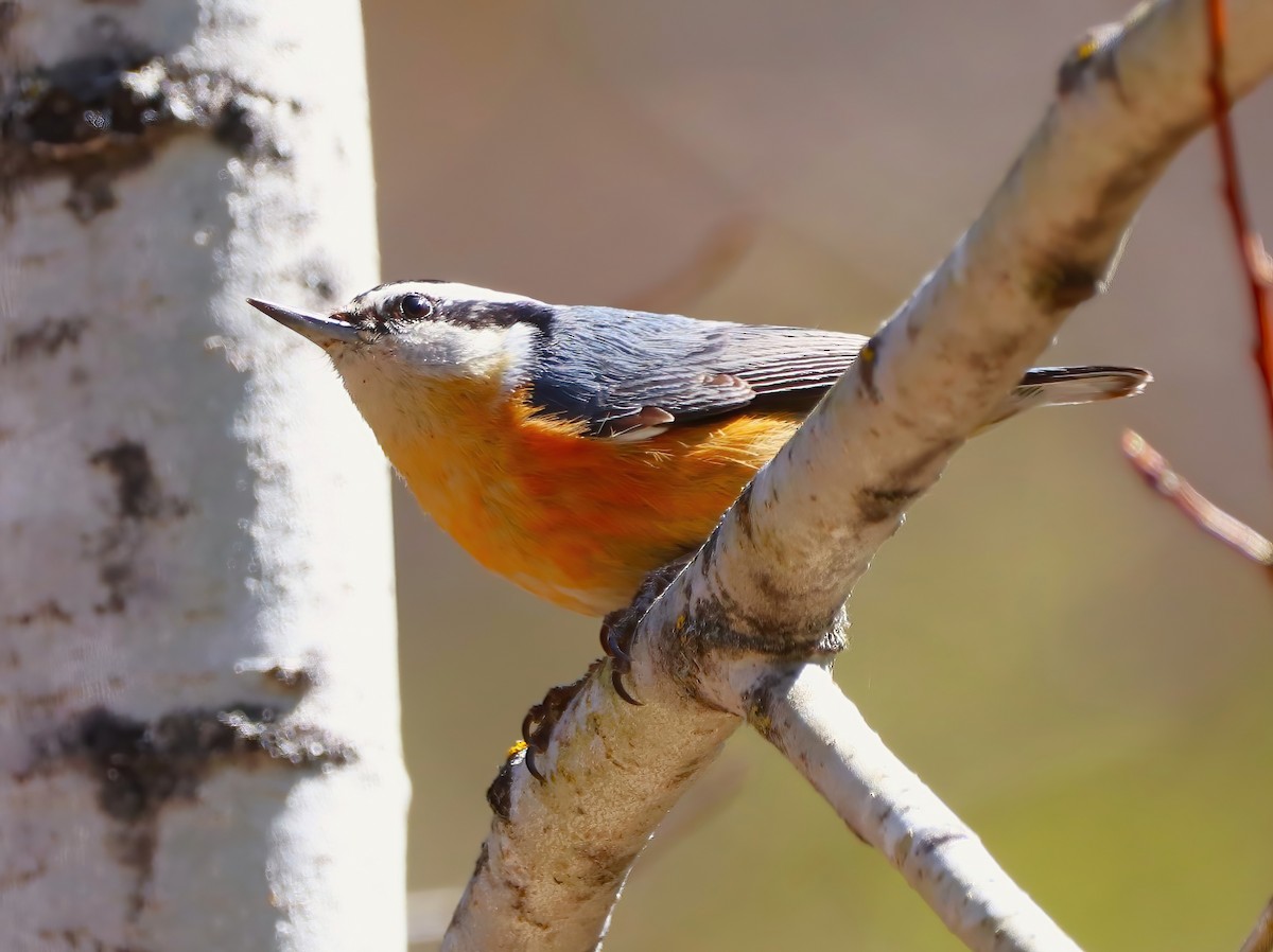 Red-breasted Nuthatch - ML636260533