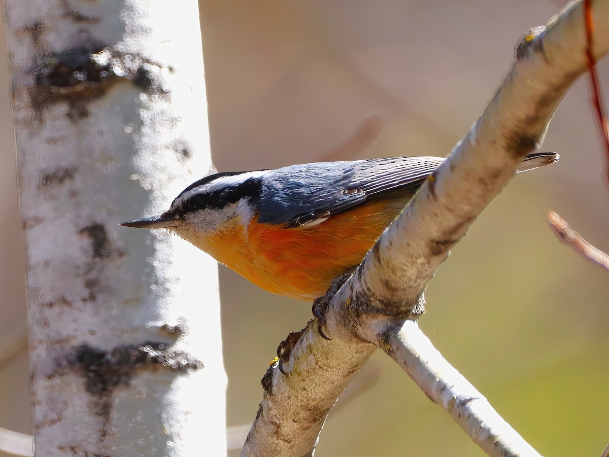 Red-breasted Nuthatch - ML636260534