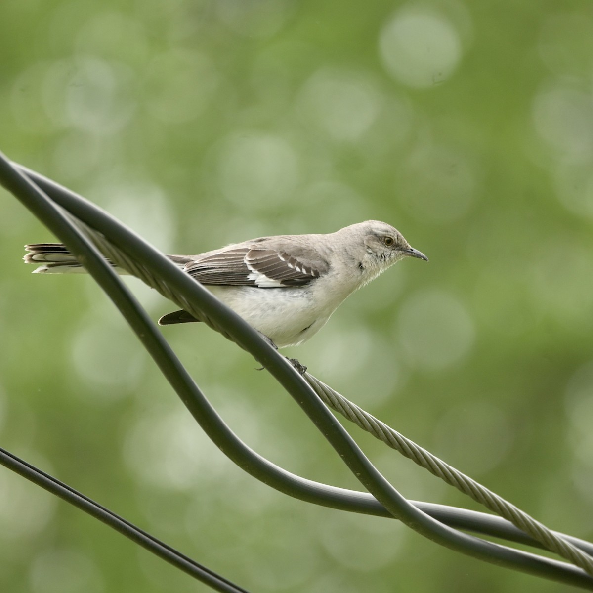 Northern Mockingbird - ML636260537