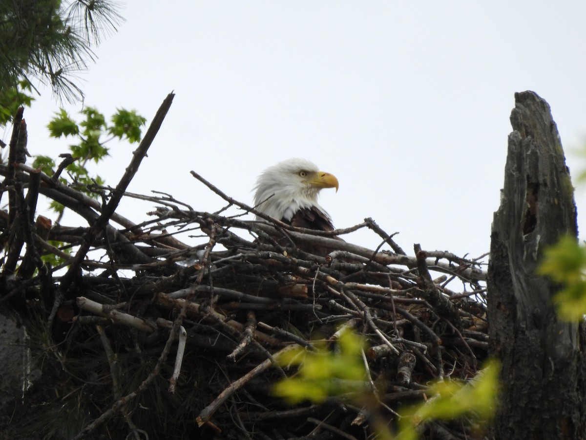 Bald Eagle - ML636260719